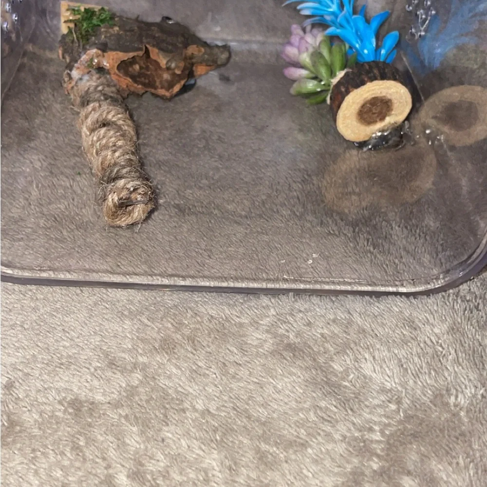 Custom jumping spiders enclosure